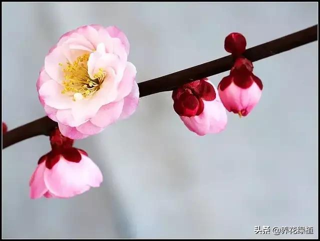 梅花不同颜色的寓意和忌讳,腊梅凌寒开放时间