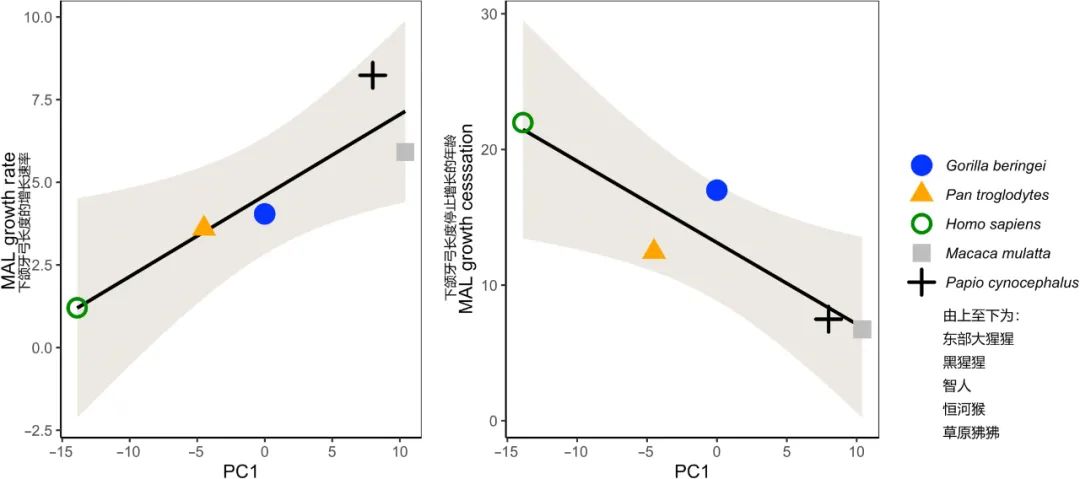 长智齿长寿,23岁长智齿是因为变聪明了吗