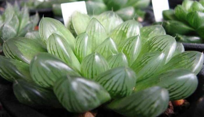 玉露缺水干瘪发红浇水能恢复吗,楼兰玉露和其他多肉夏季浇水方式