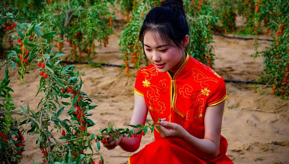 宁夏科技枸杞原浆,宁夏枸杞科技