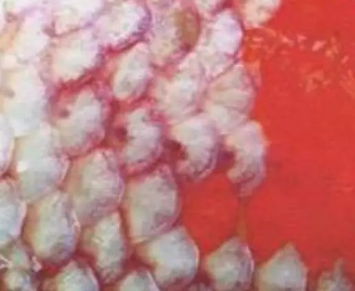 罗非鱼疱疹病毒怎么治,疱疹病毒如何防治