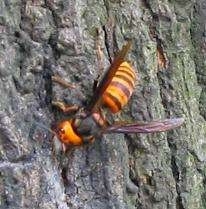 山海经都有哪些动物被证实存在,如果山海经的异兽真的存在