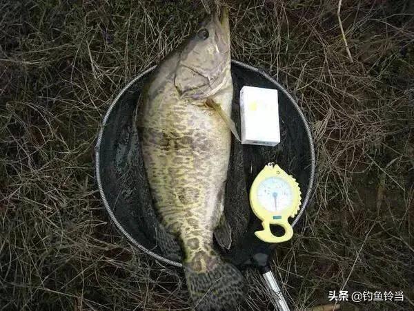松花江鳜鱼生存环境,松花江的鳜鱼
