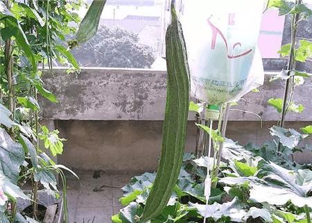 最简单自制自动水循环浇花,懒人浇花自动浇水diy