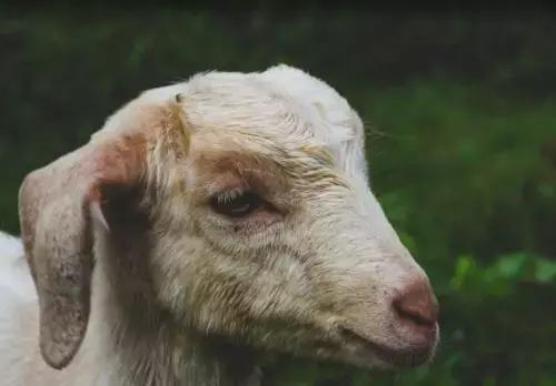 规模化猪场寄生虫病的检测和防治,牛羊常见寄生虫的辨别及治疗方案