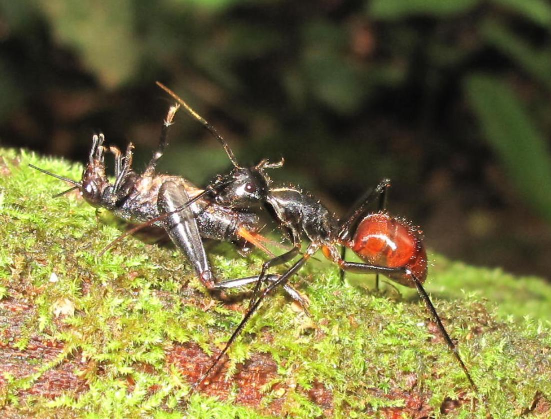 50只巨人恐蚁有多可怕,广州查获50只巨型蚂蚁