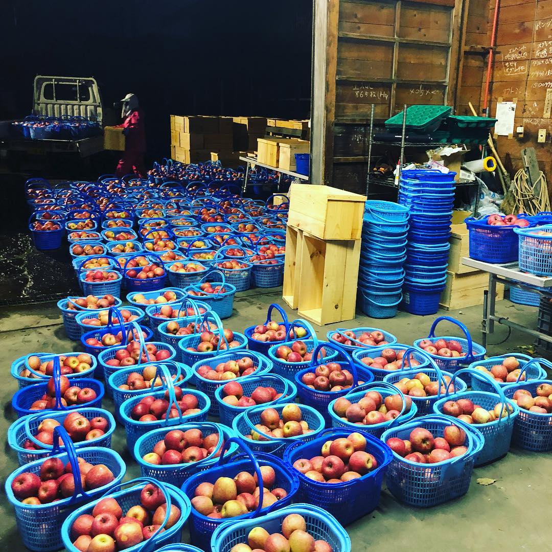 日本青森苹果图片,走进青森苹果园