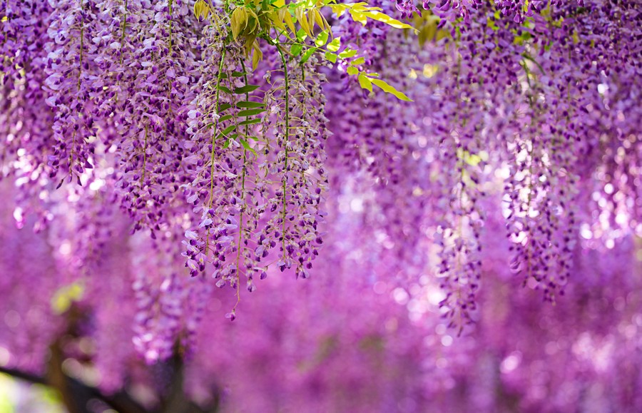 目前蜜蜂养殖中比较普遍的用法,什么蜜源蜜蜂最好养