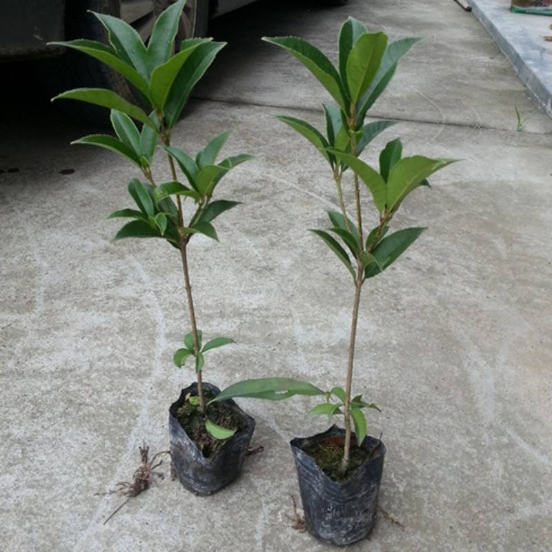 桂花怎么换盆注意事项,桂花换盆需要注意什么