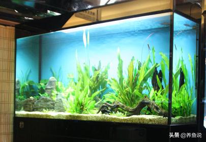 观赏鱼鱼缸养护工具,鱼缸观赏鱼给氧器