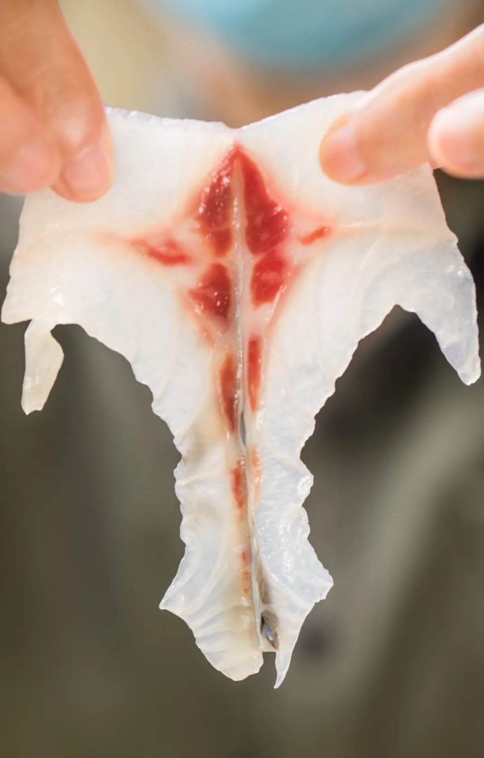 鲩味道脆肉鲩粤式鱼火锅,顺德一般人都没吃过的一道菜