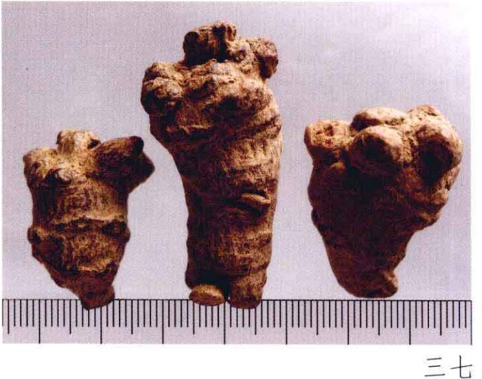 云南三七真伪查询,三七药材的真伪鉴别