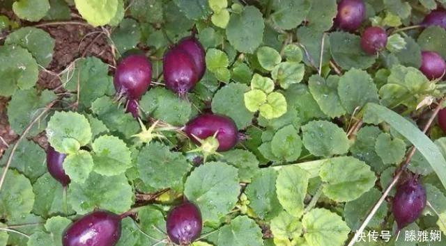 农村几种野草美味野菜 (农村稀奇野菜野草)