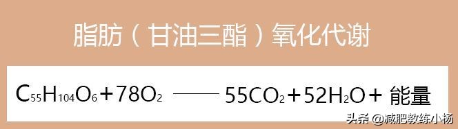 脂肪是如何被消耗和排出体外的,脂肪是如何通过运动被消耗掉的