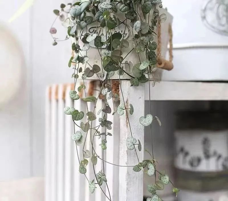 家里养盆爱之蔓，满盆都是小爱心，唯美又浪漫，好看又好养