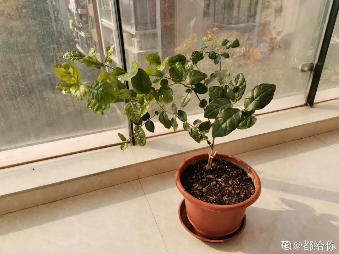 花买回来叶子蔫了怎么办,花掉花苞有什么好方法吗