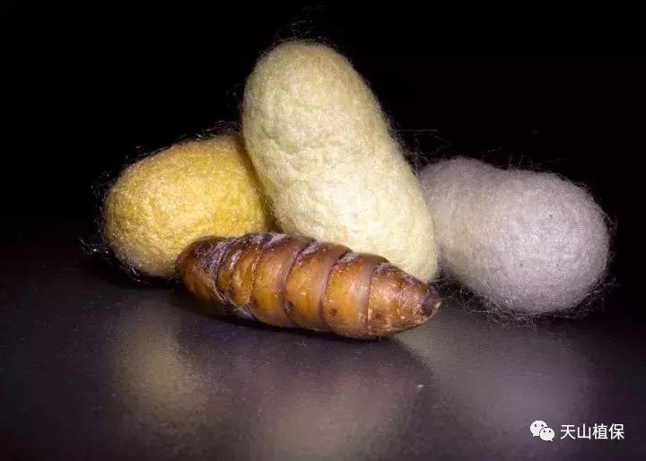 杀虫剂蟑螂药十大品牌,国产农药杀虫剂十大排名