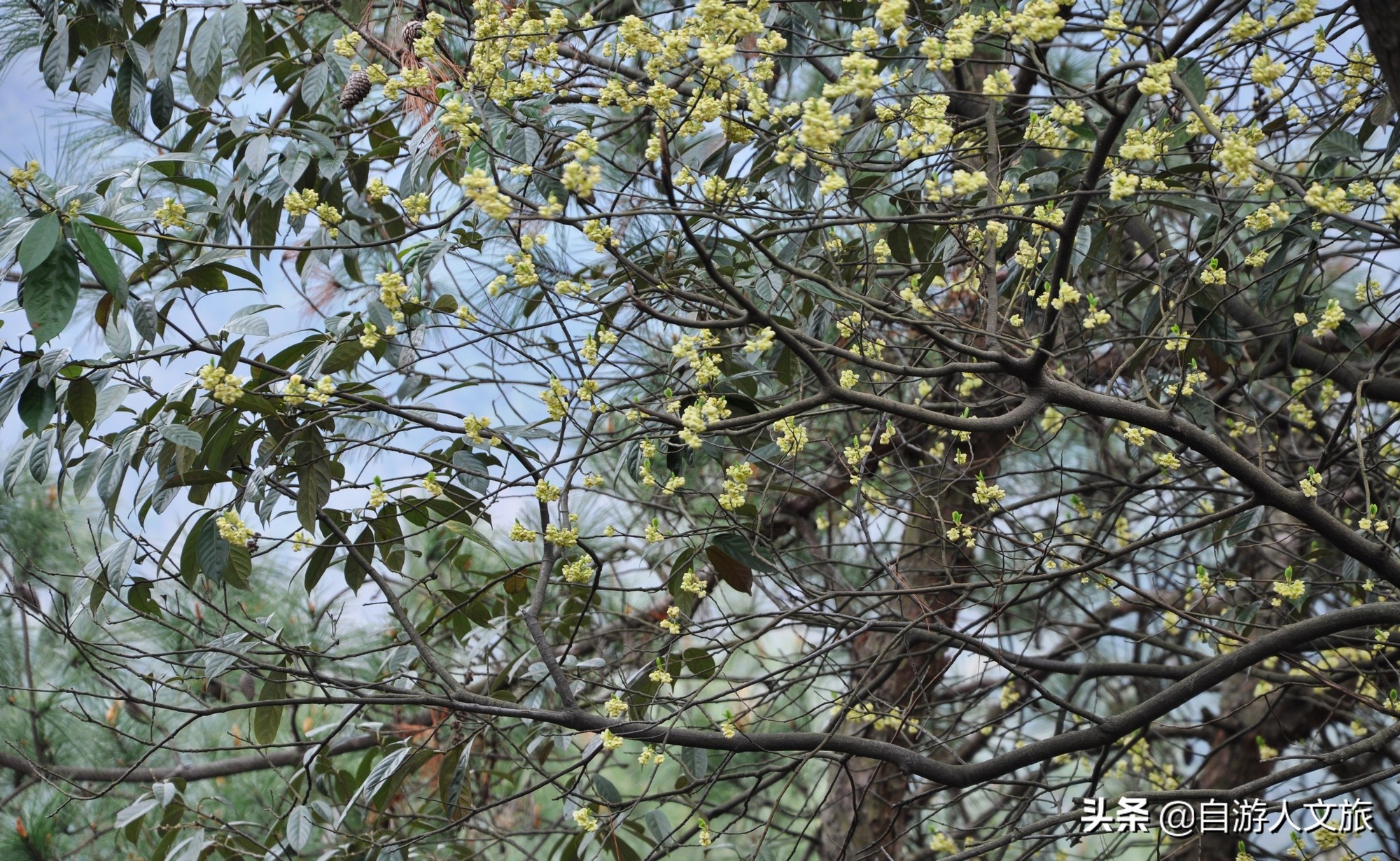 环西湖群山徒步毅行,行走西湖古诗词