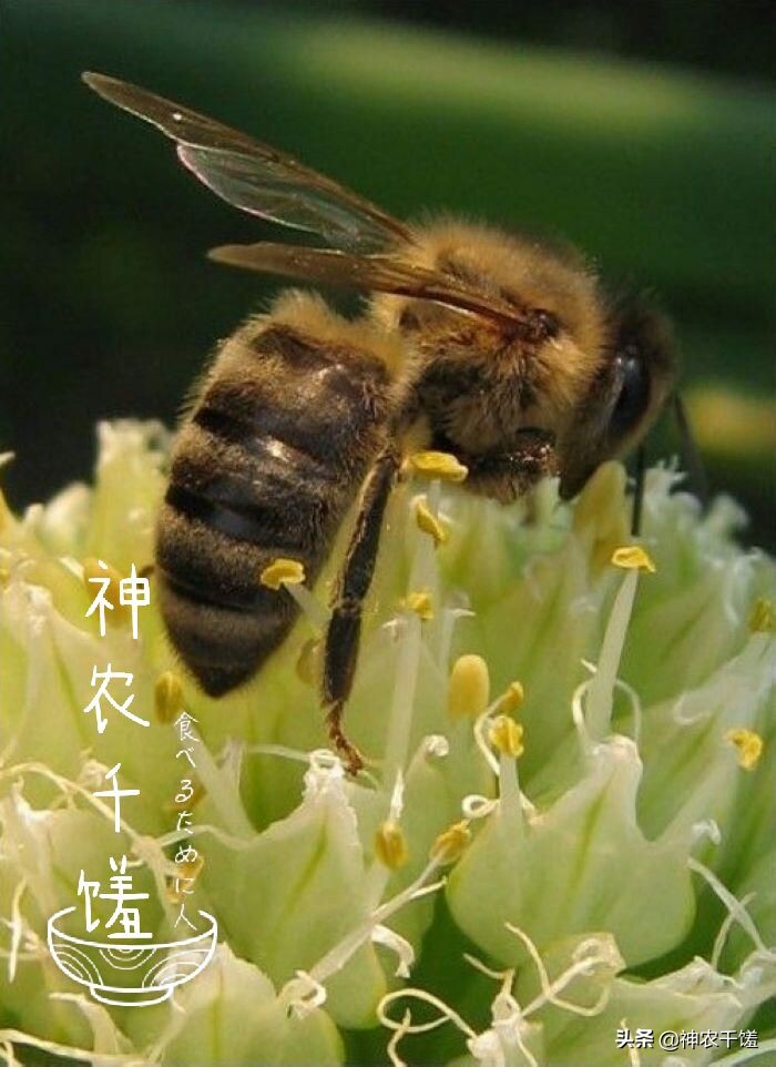 长白山椴树蜜和饶河椴树蜜,什么样的椴树蜜是好蜜