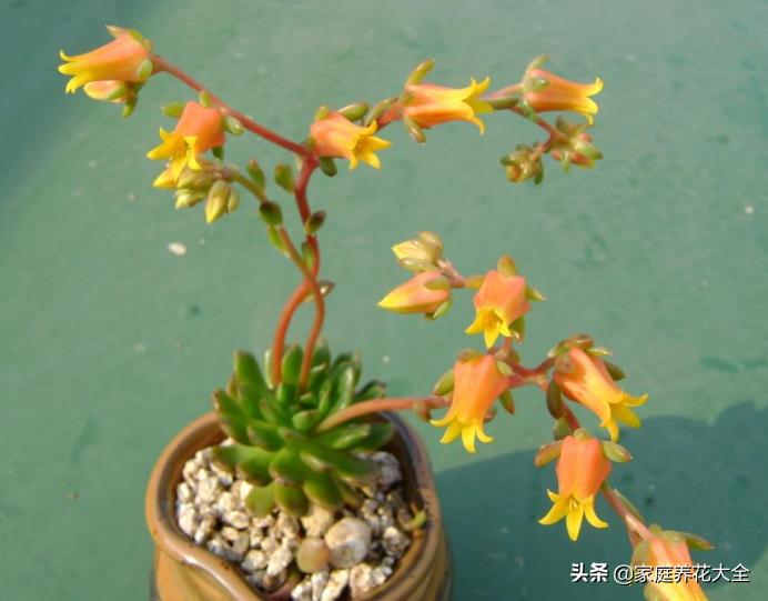 多肉冬天开花怎么办,多肉红稚莲冬天开花