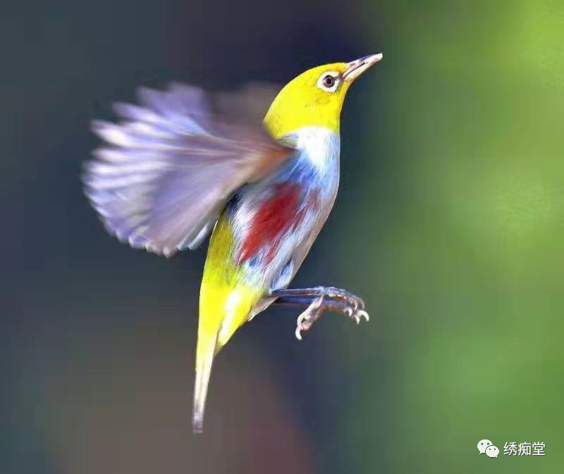 绣眼鸟训练方法,世界第一绣眼鸟