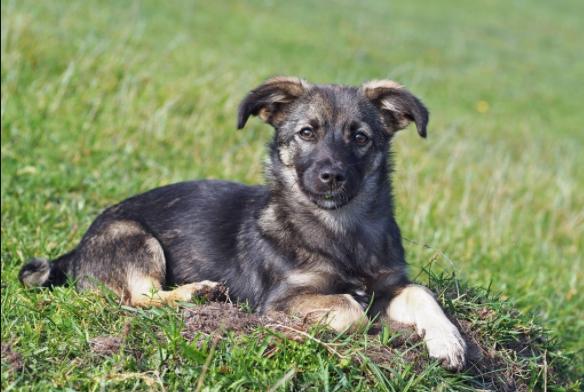 大白和大黄和大黑土狗谁厉害,土狗大黄和大黑的视频