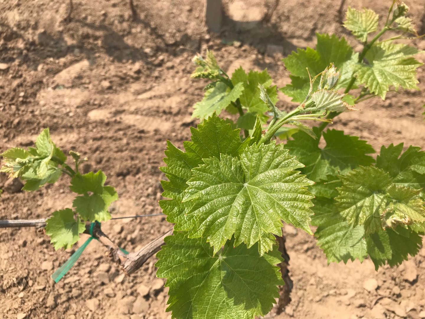 葡萄防止落果技术,防止落花落果也能疏花疏果