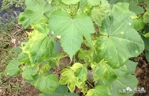 棉花叶片发黄枯萎怎么挽救,棉花病害叶黄