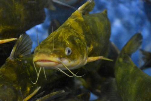 黄颡鱼肝胆病多发、体色异常等代谢疾病怎么办?胆汁酸给你答案!