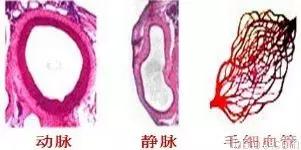 初中生物七年级下册知识点讲解,初一下册生物重点复习初中生学习