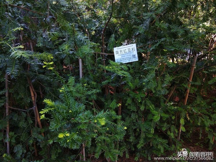 山西农大美丽的校园,山西农大校园风光