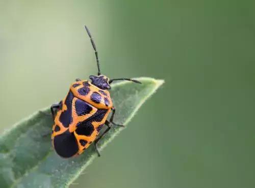 蔬菜害虫种类大全,蔬菜害虫分类及图片大全