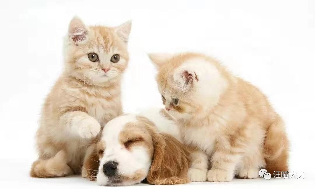 猫绝育的好处与坏处,犬猫绝育的由来