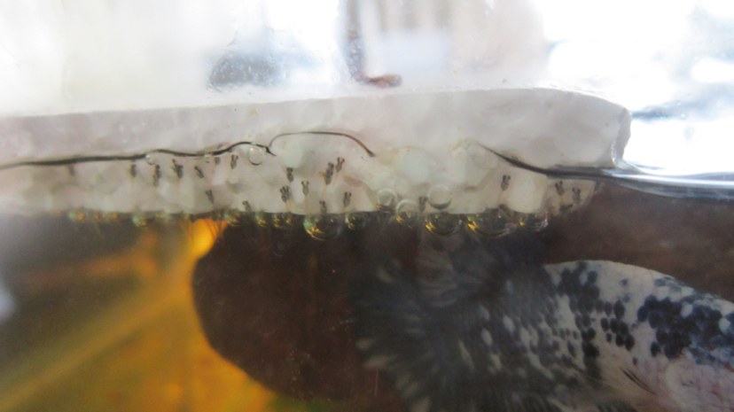 鍥芥枟绻佹畺娉版枟,娉版枟鍏瘝绻佹畺