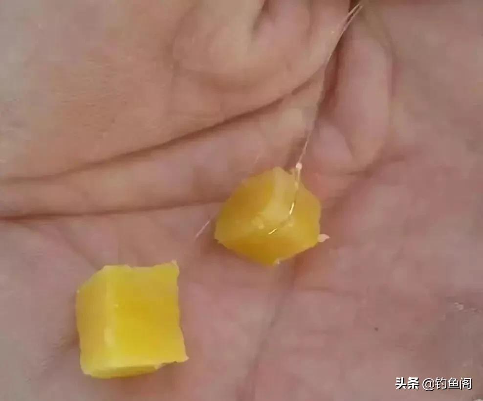 嫩玉米钓鲤鱼会降低鲤鱼警惕性吗,鲤鱼可以用玉米钓了吗
