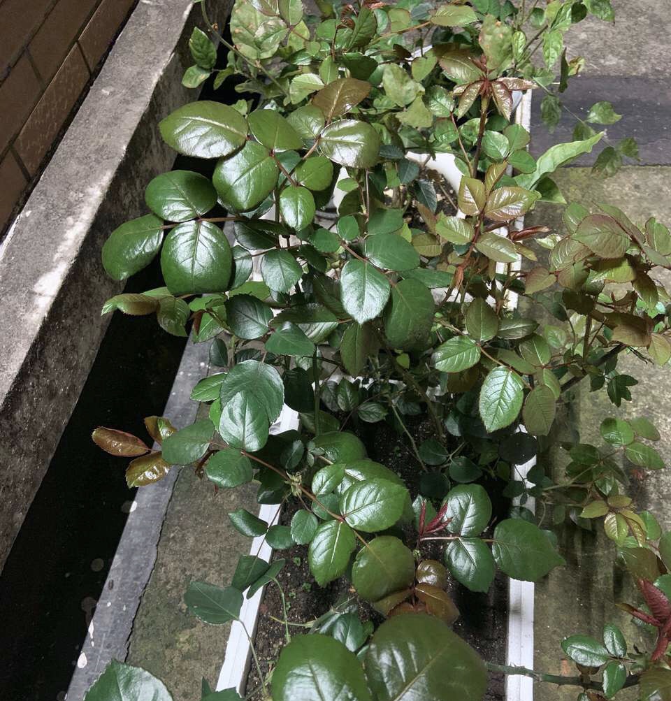 养花得了蚜虫蚧壳虫小黑飞，水里“加点它”，统统“灭干净”