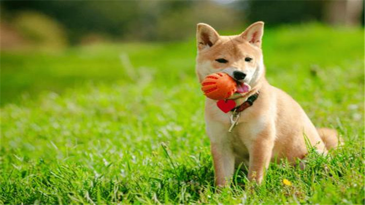 狗狗患有关节炎会不会影响寿命,狗狗关节炎都有哪些表现