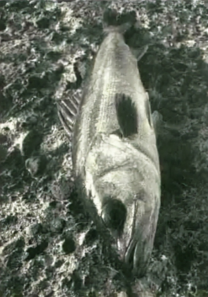 「日本专业矶钓书籍」海鲈矶钓技巧浮游矶钓鲈鱼