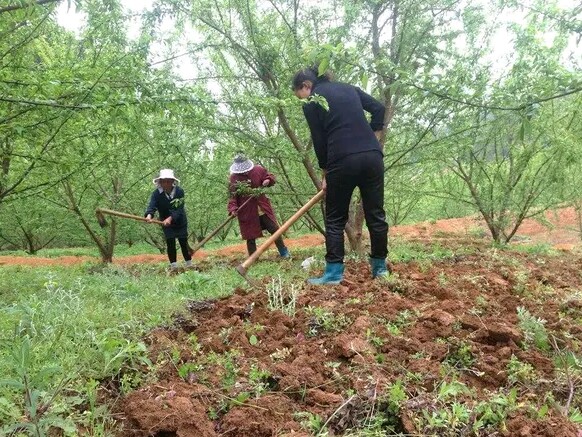 奈李管理完整视频,青奈李种植技术