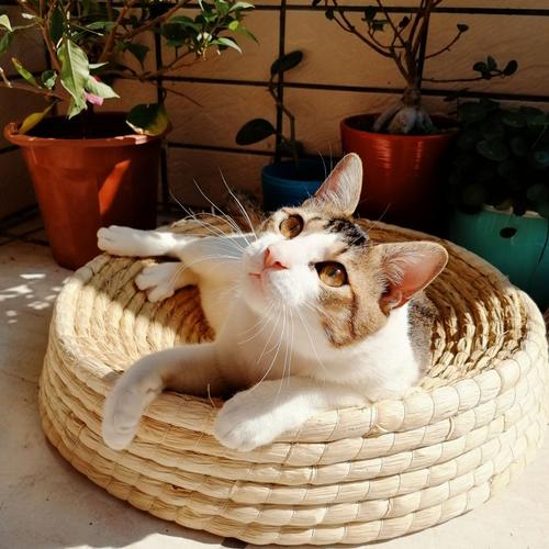 猫最好用什么猫窝,各种猫窝的视频大全