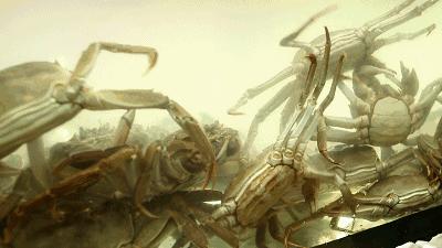 清蒸大闸蟹味道鲜美做法简单极了,大闸蟹怎么做熟保存时间长