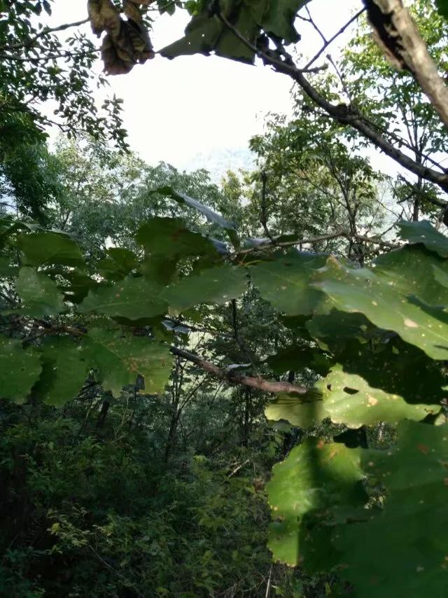 徒步老君山,徒步老君山教学