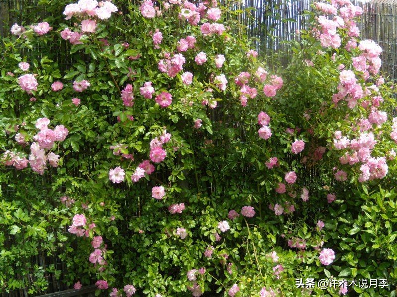最好种植的藤本月季，种下一颗小苗，收获一片花海