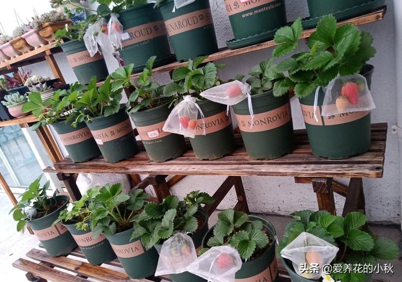 夏天草莓长藤会结果么,夏天草莓生出一条长茎怎么处理