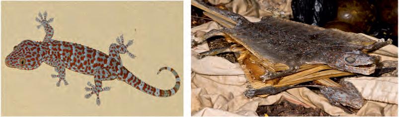 为什么中国人热衷于吃野生动物,中国人为什么喜欢用东西泡酒