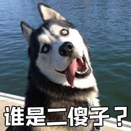 别再说笼养狗狗不好了,小恶魔萨摩耶