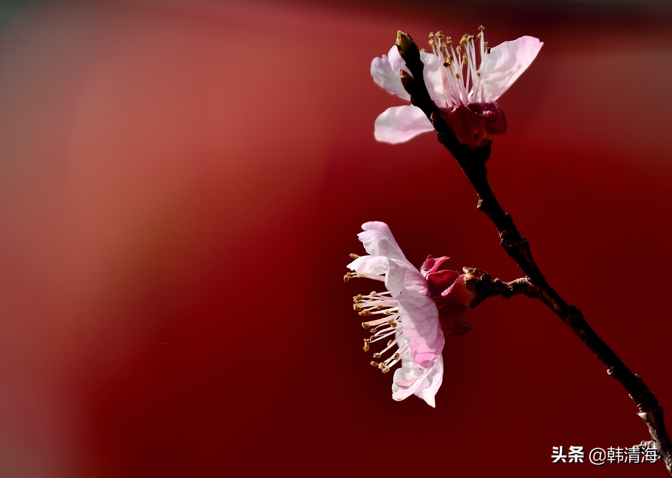 天津市南开区水畔花园新房,天津杏花什么时候开花