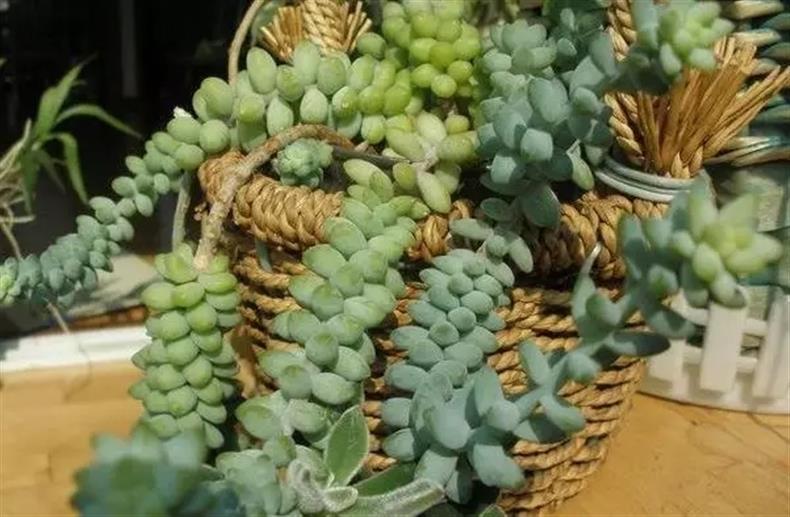 多肉老桩干货集锦，压轴的全是逆天极品!