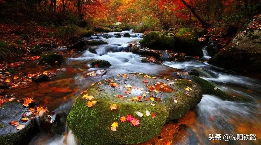 这份攻略带你走进最佳赏枫地,四大赏枫胜地你最想打卡哪个