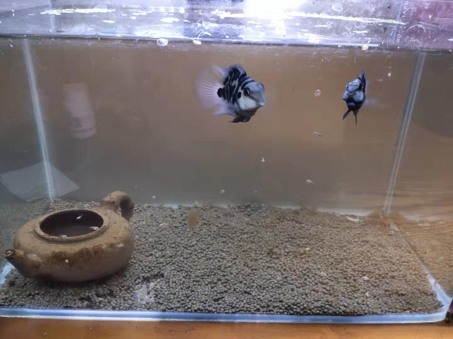 繁殖爆缸的小型观赏鱼,观赏鱼的饲养方法和管理技巧